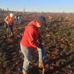 Laurie Wayburn plants a ponderosa pine seedling at Goose Lake Working Forest