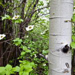 Dogwood are also on the Black Butte tract