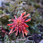 Black Butte working forest is home to diverse flora.