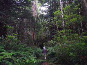 Van Eck forest in California, the first early action carbon offset project under California's program