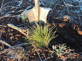 Three Million Trees Planted at Goose Lake Working Forest