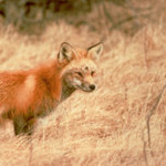 Sierra red fox have been seen in and around Black Butte