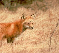 Sierra Nevada red fox