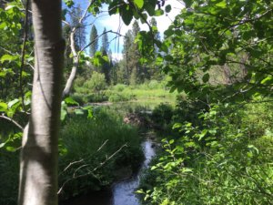 Beaver Dam at McCloud Soda Springs