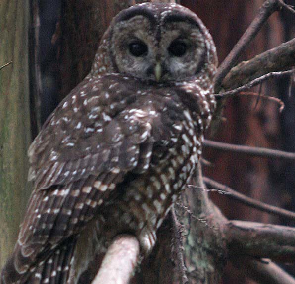 Northern Spotted Owl