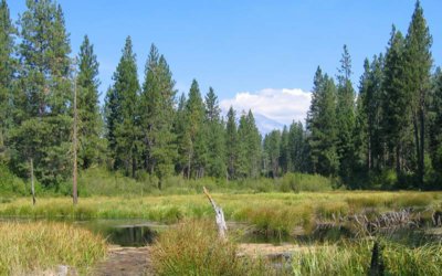 McCloud Soda Springs Protected