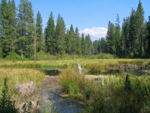 McCloud Soda Springs