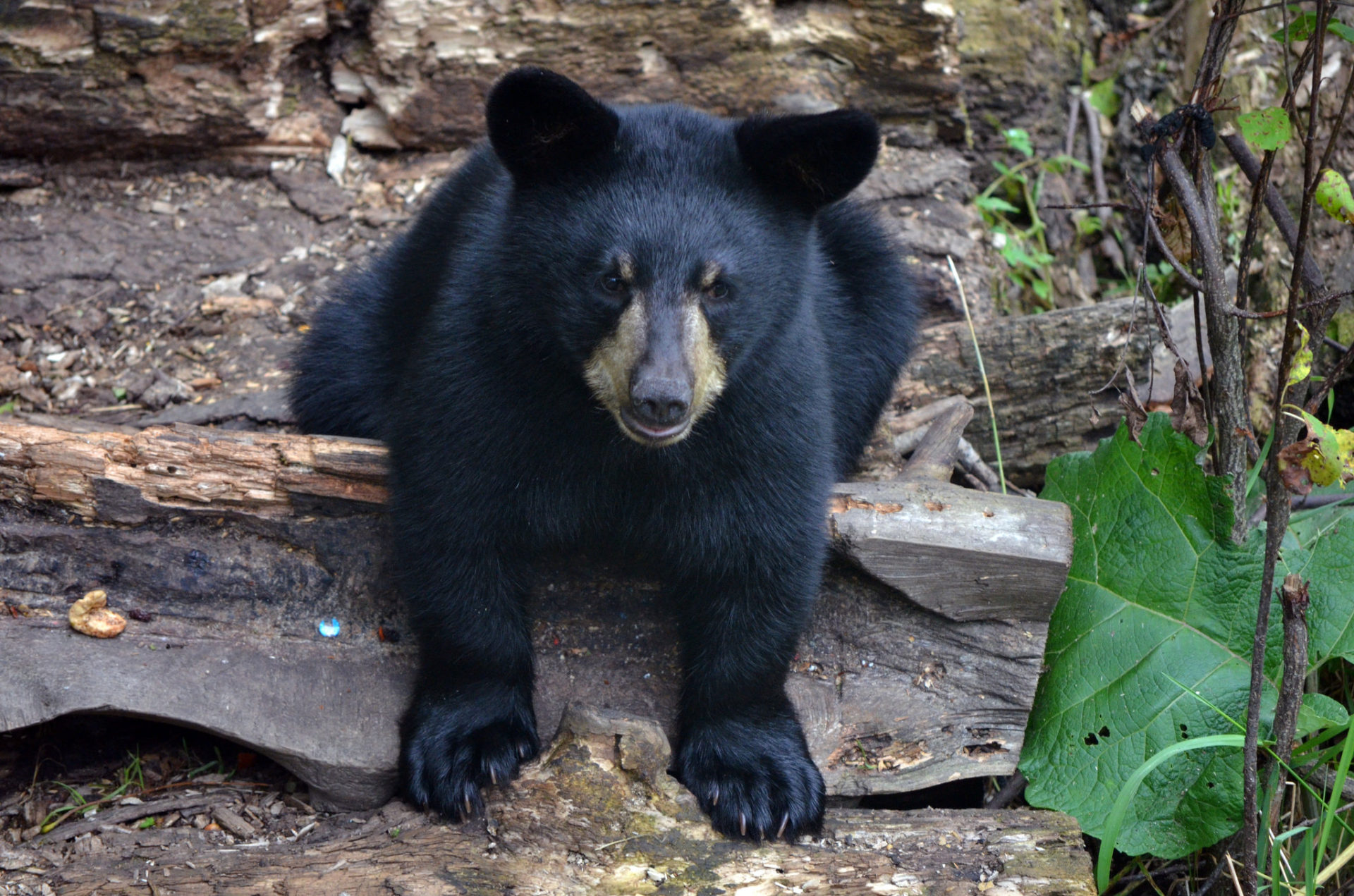 American black bear - Pacific Forest Trust