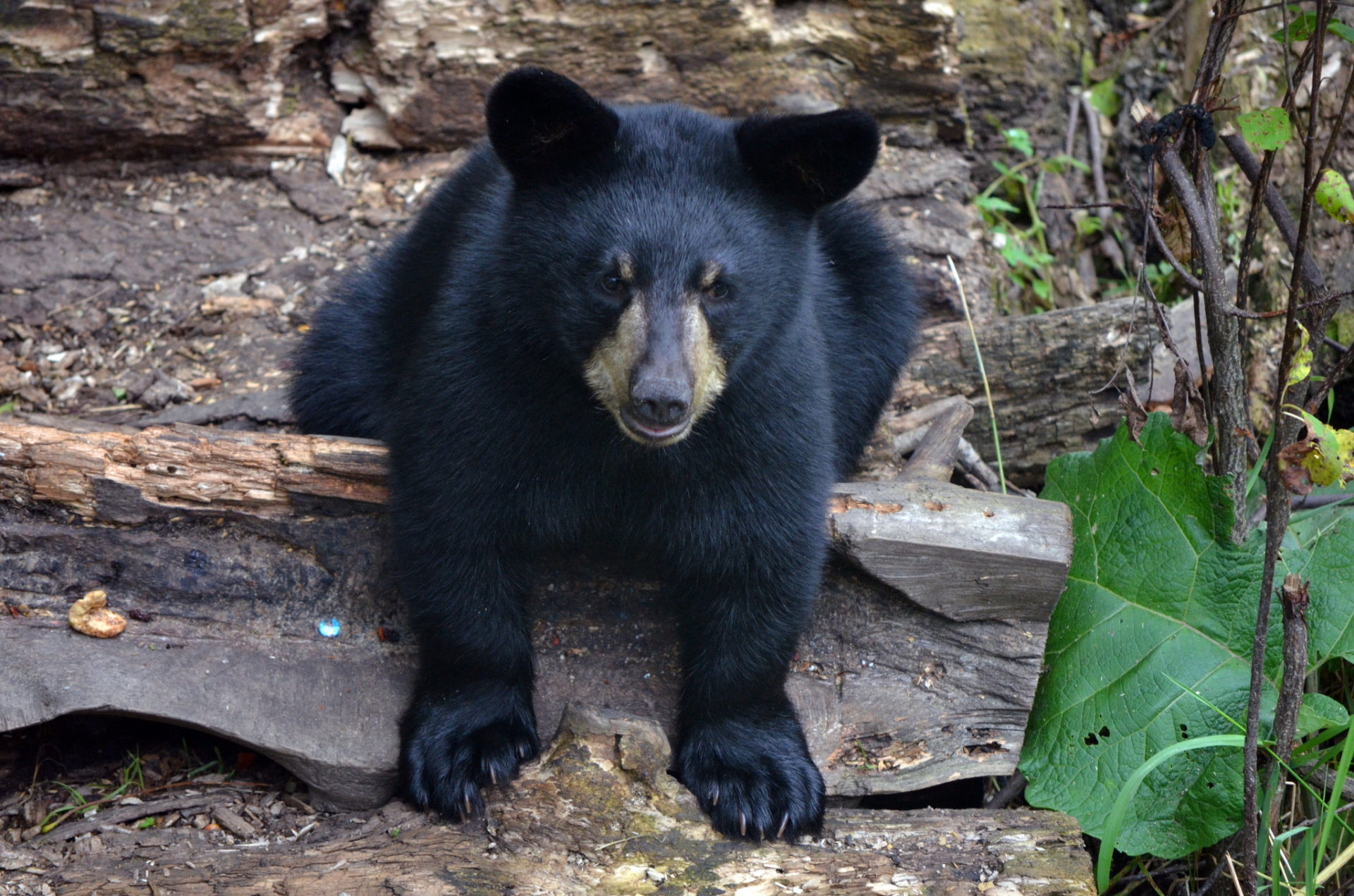 American Black Bear (U.S. National Park Service)