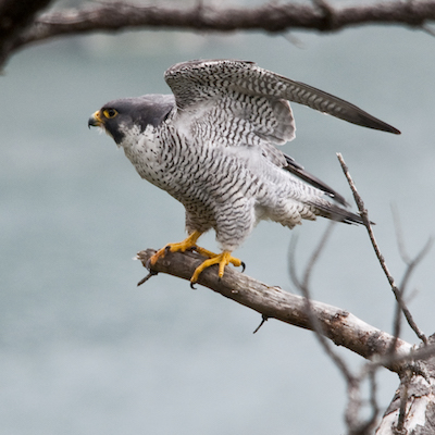 all about peregrine falcons