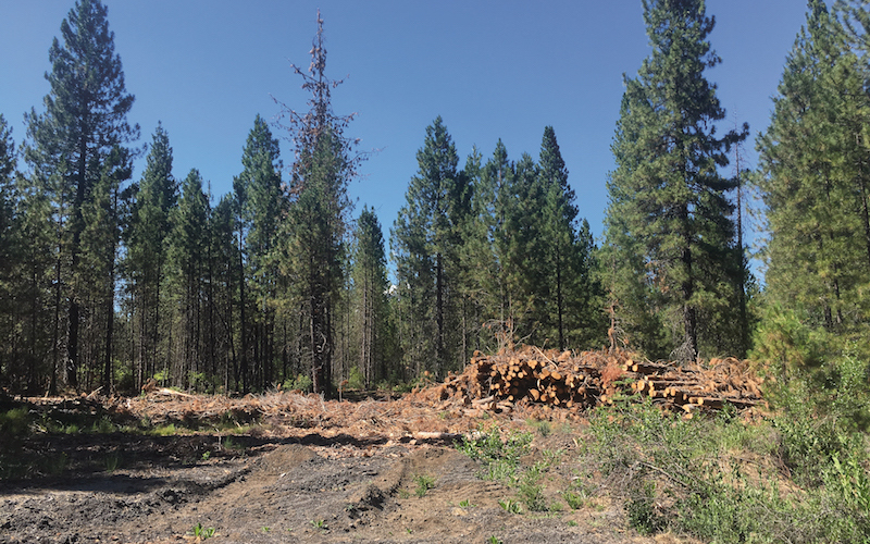 Forestry at McCloud Soda Springs: Back to the future