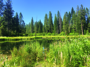 McCloud Soda Springs