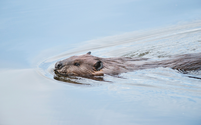 Saving beavers, headwaters, and tall timbers at McCloud Soda Springs