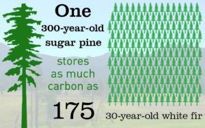 Infographic: One 300-year-old sugar pine stores as much carbon as 175 30-year-old white fir