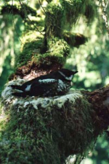 Marbled murrelet - van Eck Oregon