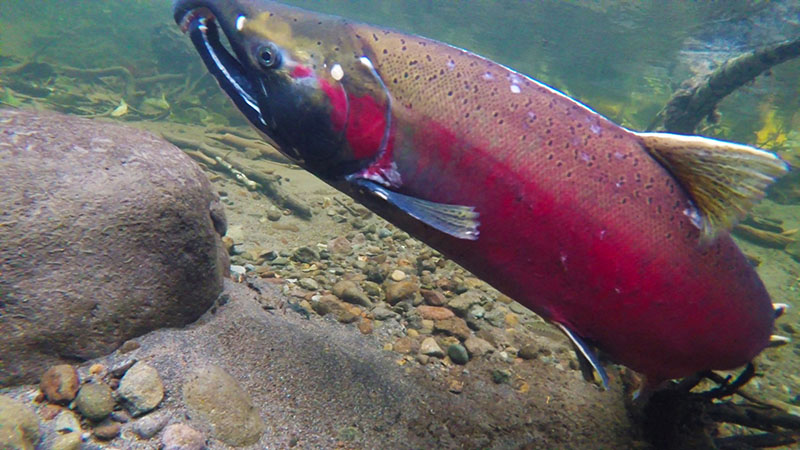 Coho Salmon - photo by BLM