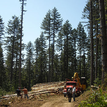 Farm bill helps forests