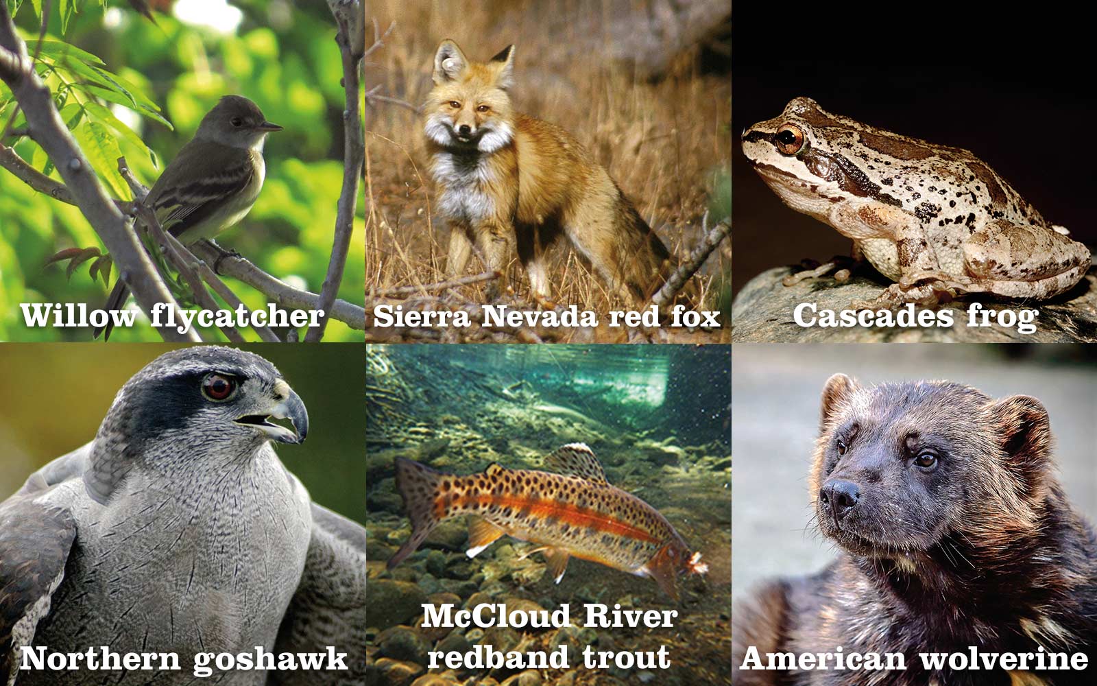 Willow flycatcher, Sierra Nevada red fox, Cascades frog, Northern goshawk, McCloud River redband trout, American wolverine