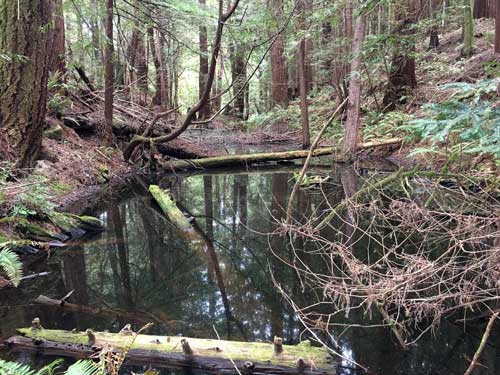 Garcia River in Green Gorge Working Forest