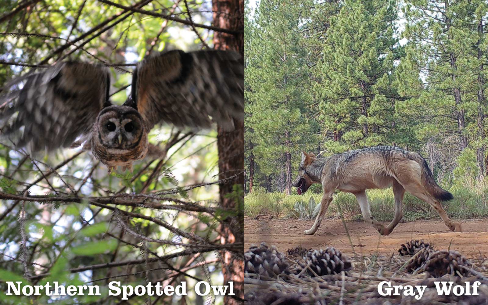 Northern Spotted Owl and Grey Wolf