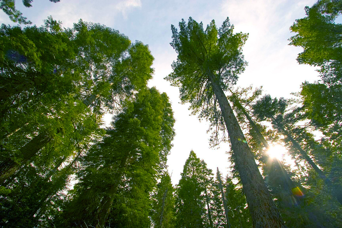 forest trees