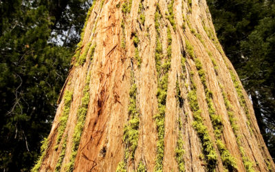 Forest carbon offsets: making a difference now and in the long run