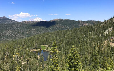 Forest Flash: March 2021