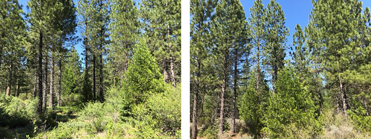 before and after thinning