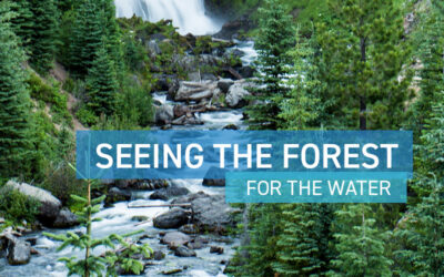 Seeing the Forest: For the Water