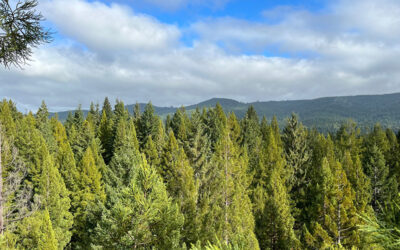 Reaching for the Sky on California van Eck