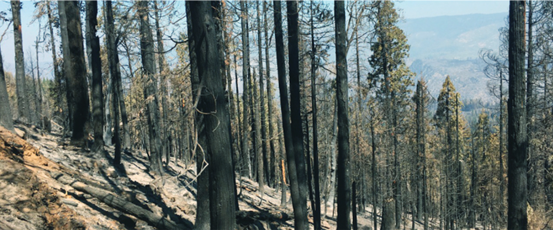 Henness Ridge Banner