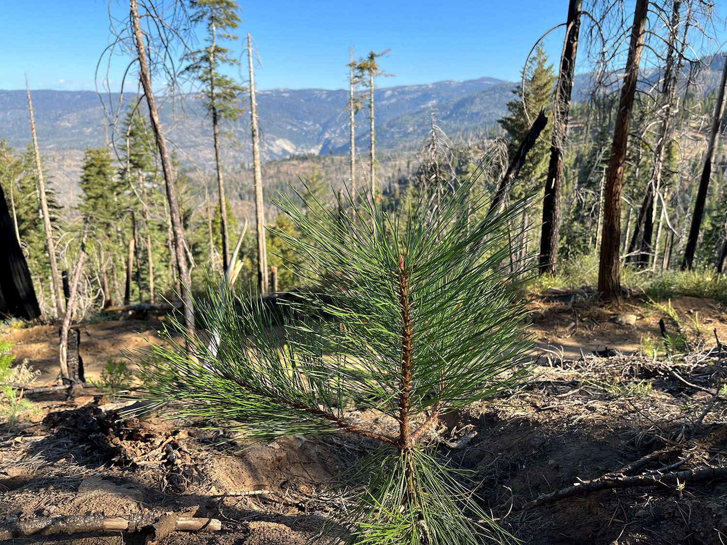 Ponderosa Pine