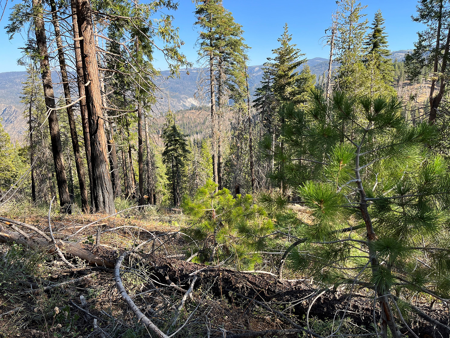 Sugar Pine