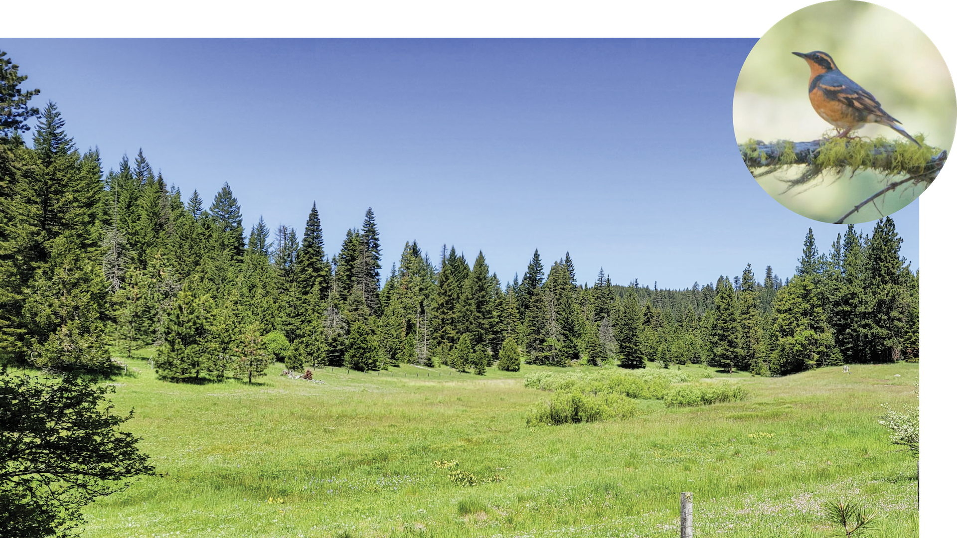 Willow Witt Banner
