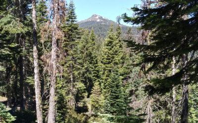 The Mount Ashland Demonstration Forest – A Model For Climate-Resilient Forest Management