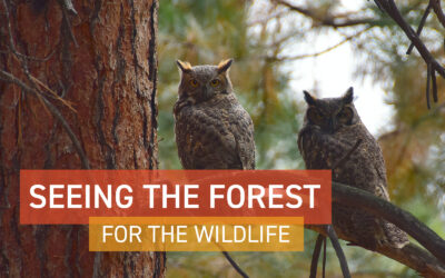Seeing the Forest Webinar: For the Wildlife