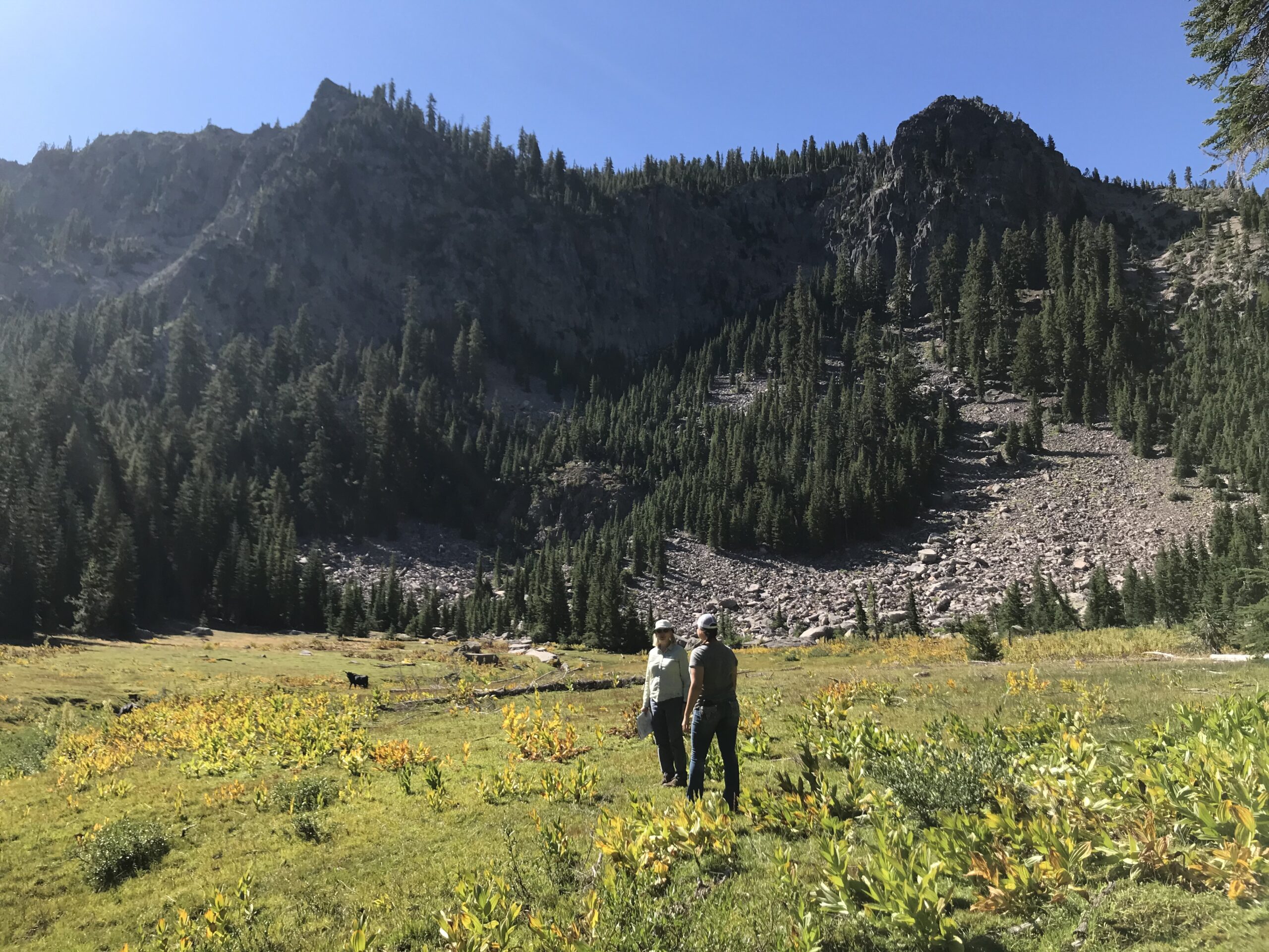 Shasta Timberlands: Reweaving Nature’s Tapestry for Wildlife, Climate and a Sustained Forest Economy