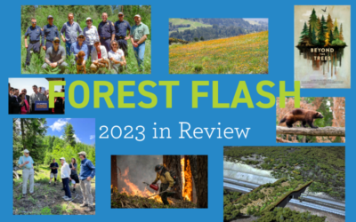 Forest Flash: 2023 in Review