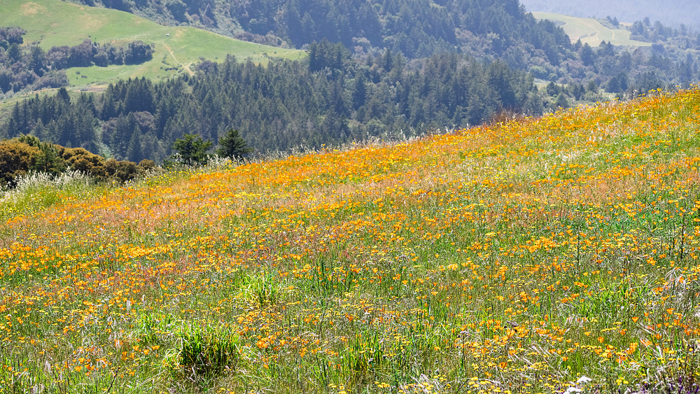 From Victim to Savior? Forests and other Lands as Natural Climate Solutions