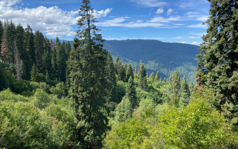 FF in post-3-MADF view