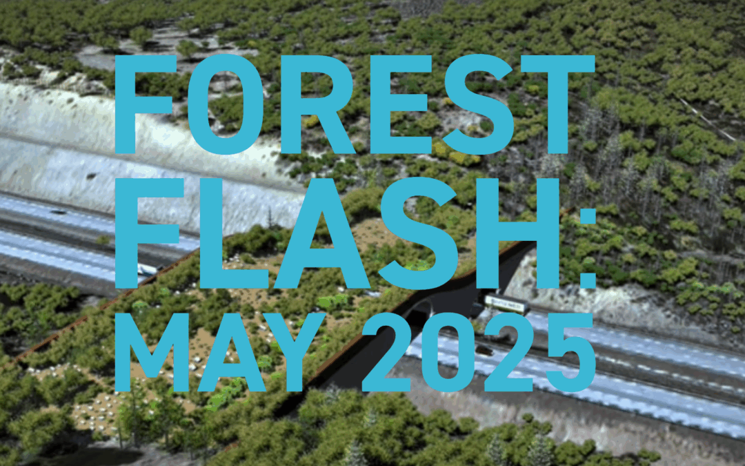 Forest Flash: May 2025