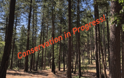 Epstein Family Forest