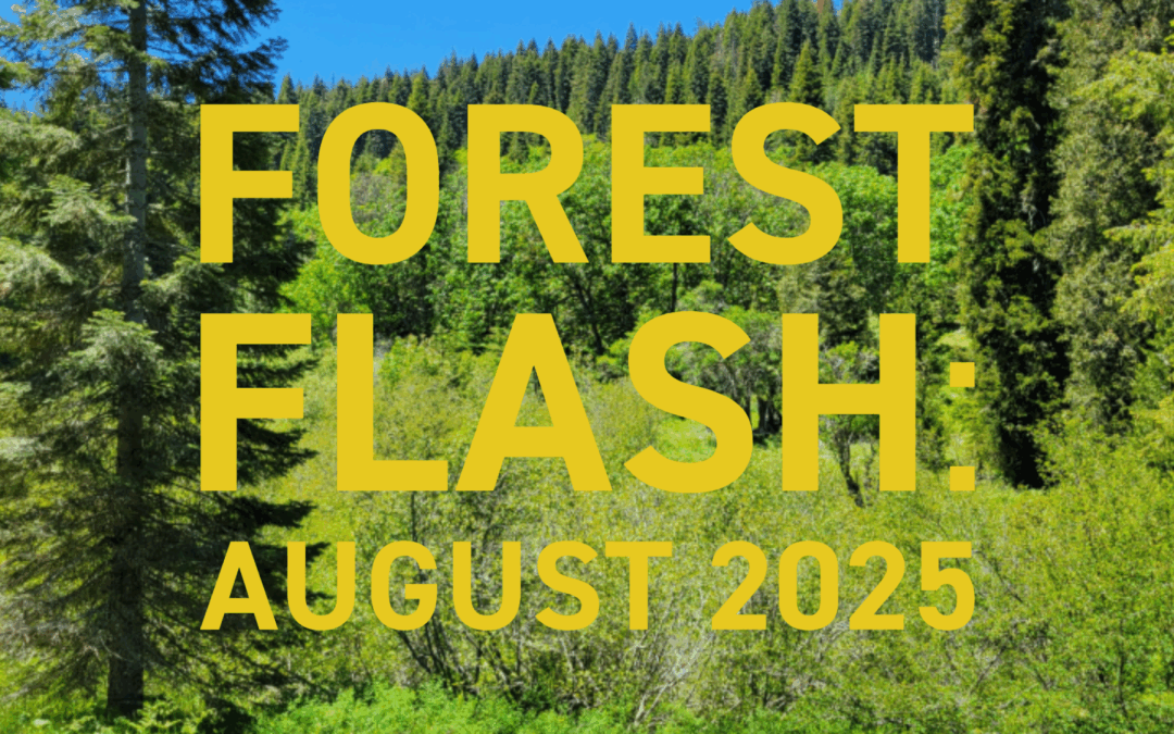 Forest Flash: August 2025
