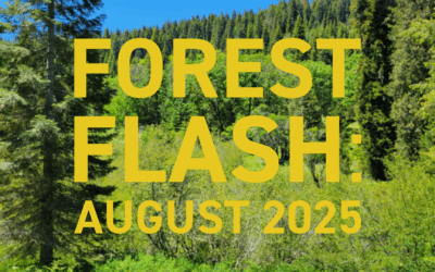 Forest Flash: August 2025