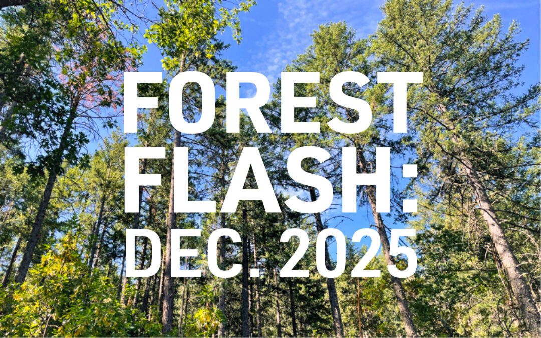 Forest Flash: December 2025