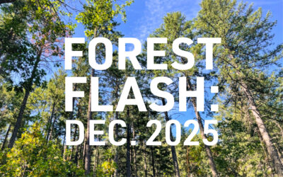 Forest Flash: December 2025