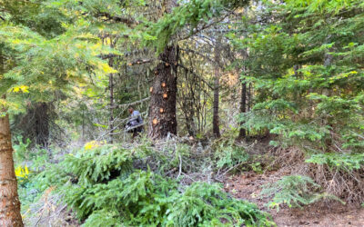 Diversity on the Siskiyou Crest