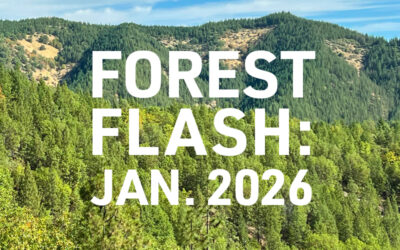 Forest Flash: January 2026