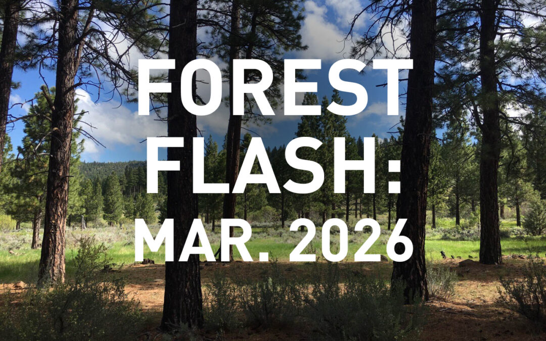 Forest Flash: March 2026