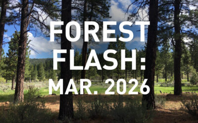 Forest Flash: March 2026